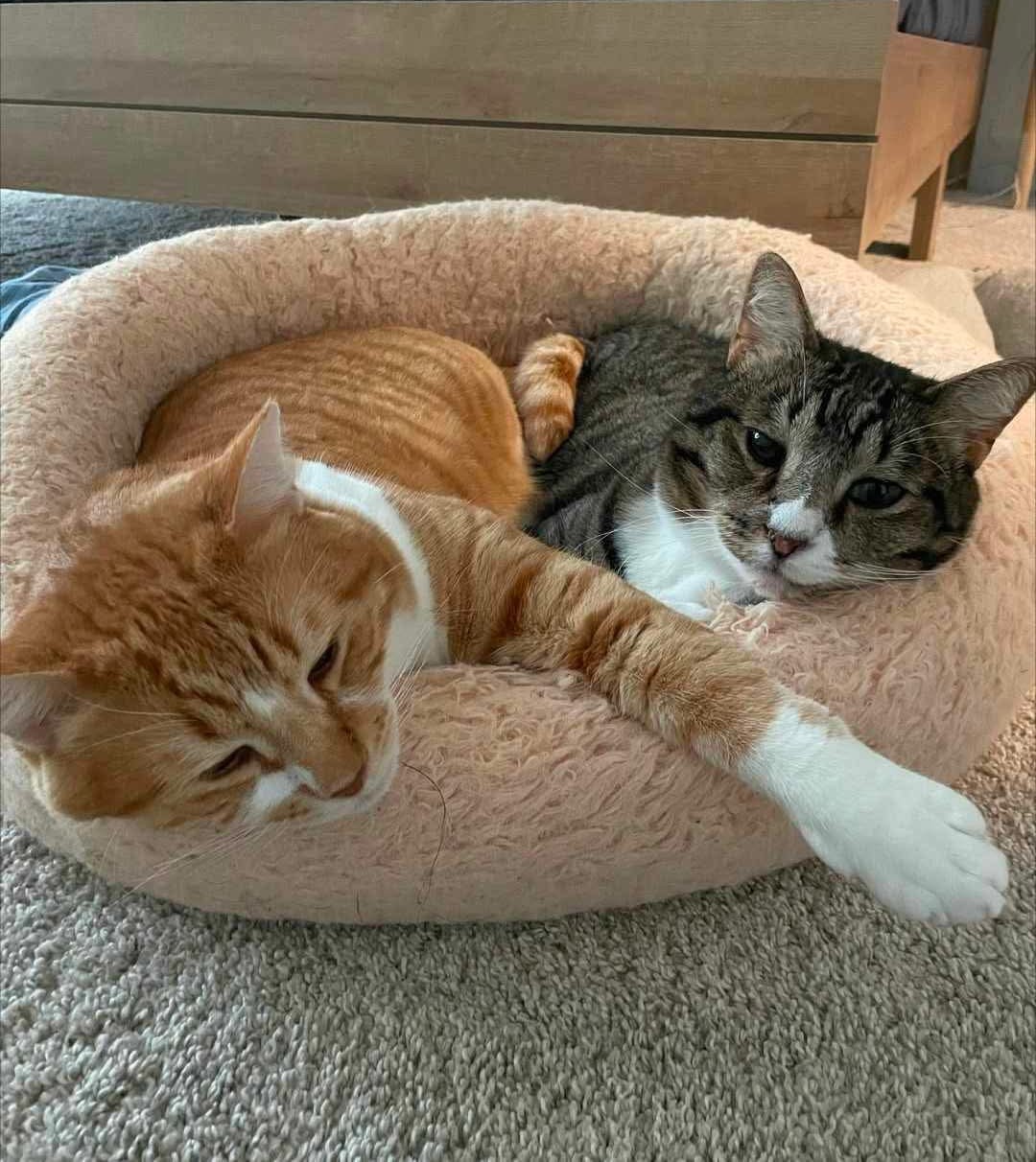 Sol and Luna, two tabby cats, curled up together in a pet bed