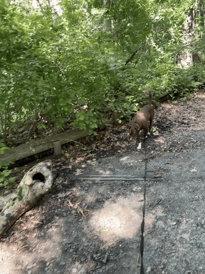 Clip of a brown dog trotting along a shady forest trail on a hike with PACE Dog Walk & Train