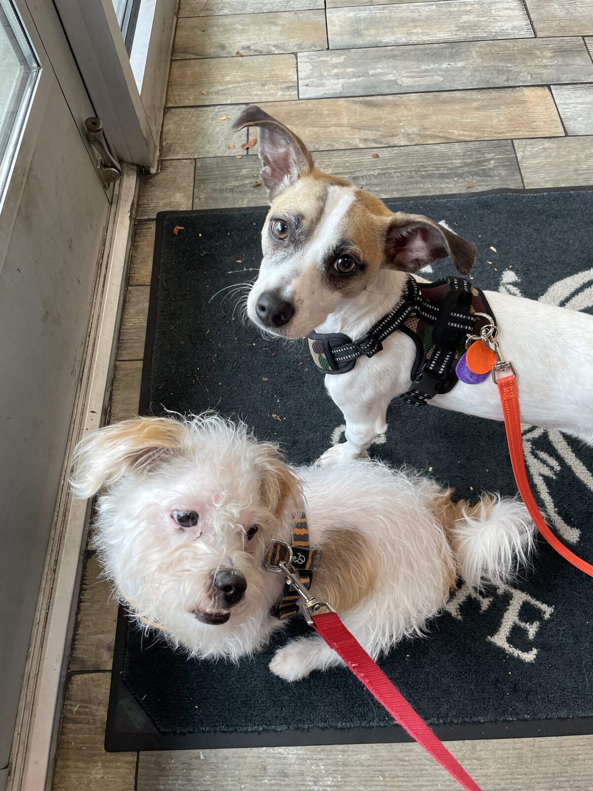 Two small dogs on leashes looking up at the camera on a doorstep