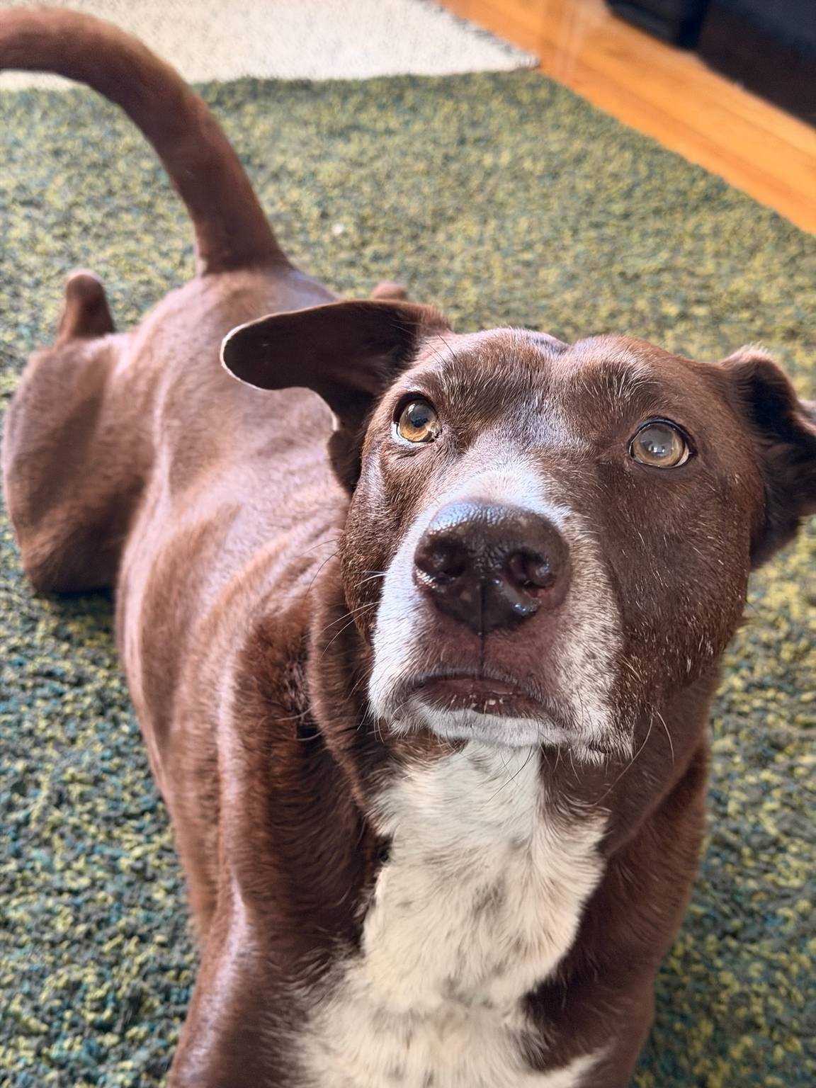 Wilson, a brown and white rescue dog, lying on a green rug at home