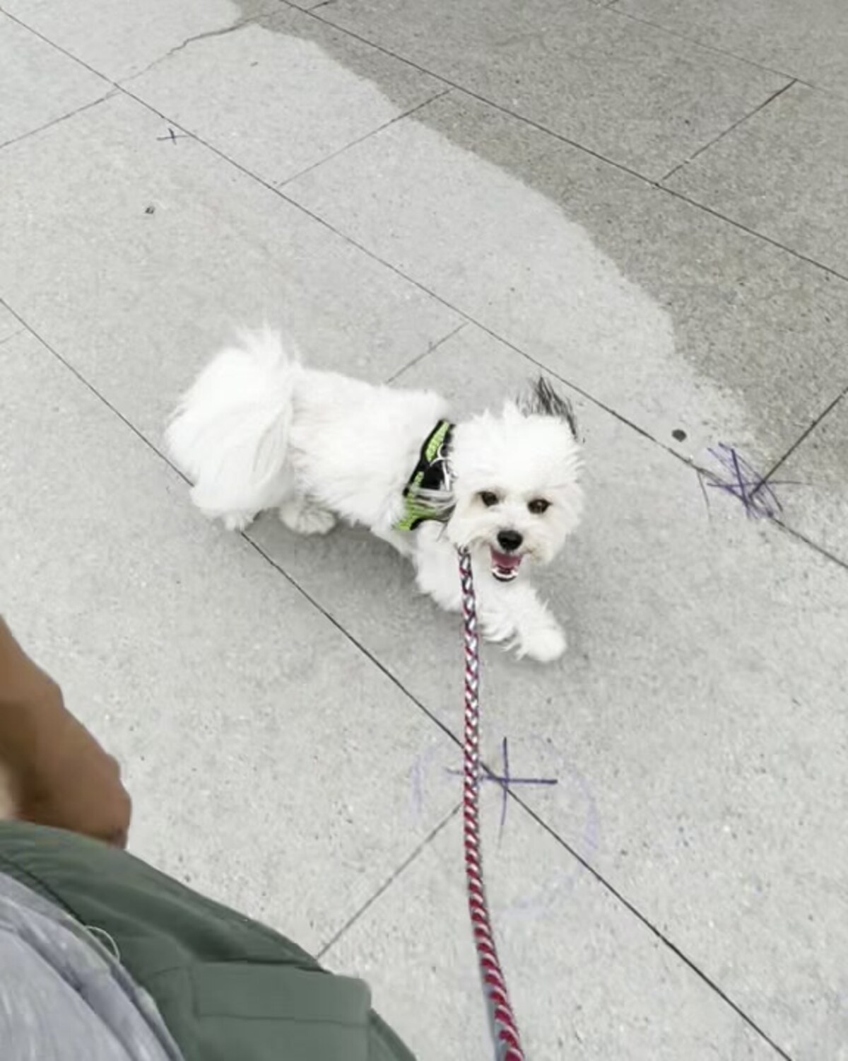 A small white dog looking up during a walk with PACE Dog Walk & Train