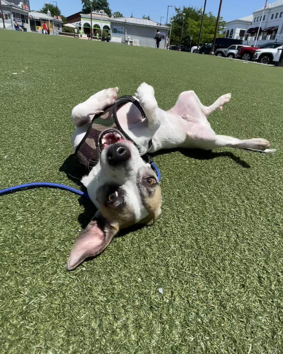 A happy dog rolling on the grass during an outing with PACE Dog Walk & Train