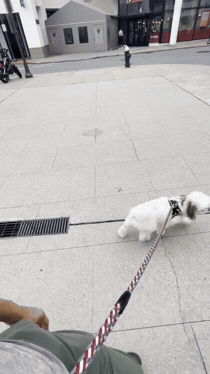 Short clip of a dog on an outing with PACE Dog Walk & Train