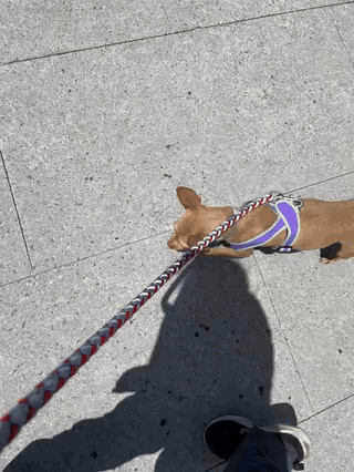 Clip of a small tan dog in a purple harness walking a sunny city sidewalk with PACE Dog Walk & Train